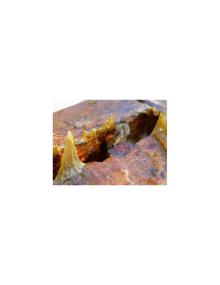 Propolis
