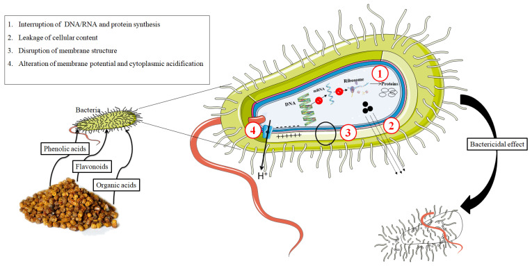 Active ingredients and microbial cells of bee bread