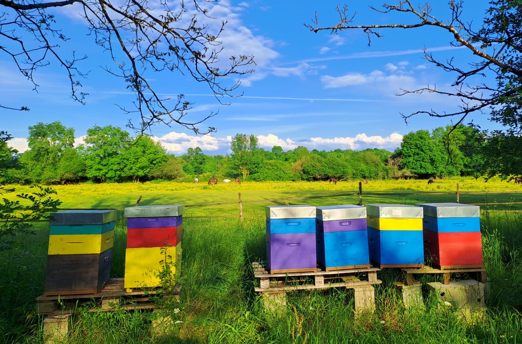 Colorful beehives next to a horse ranch