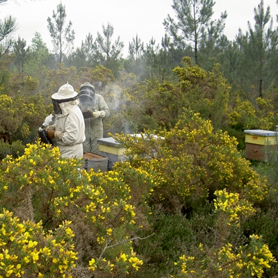 Beekeepers in Forest apiary
