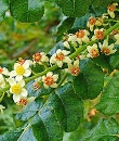 Boswelia flower