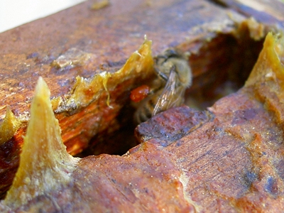 honey bee with propolis in hive