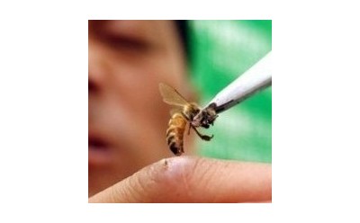 Bee Venom Aids Wound Healing, Cell Regeneration