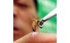 Bee Venom Aids Wound Healing, Cell Regeneration