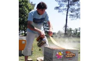 Our beehives in Southwest France