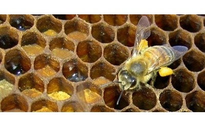 Bee Bread as a Promising Source of Bioactive Molecules 