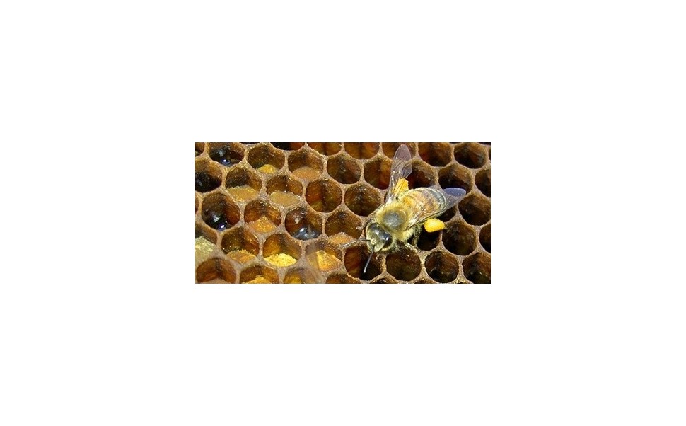 Bee Bread as a Promising Source of Bioactive Molecules 