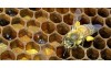 Bee Bread as a Promising Source of Bioactive Molecules 