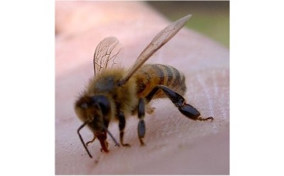 How You Can Help Save the Bees