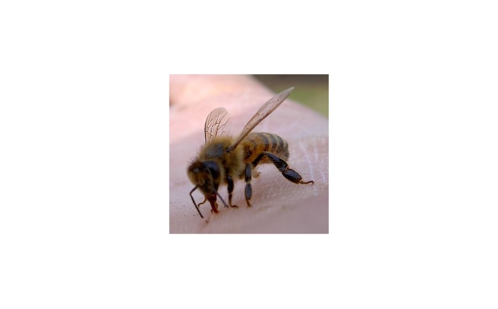 How You Can Help Save the Bees