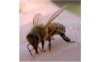 How You Can Help Save the Bees