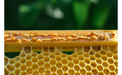 Propolis Spray Improves Response to Bacterial, Viral Respiratory Infections