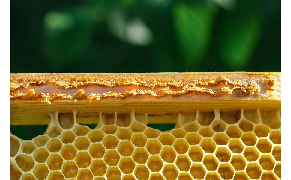 Propolis Spray Improves Response to Bacterial, Viral Respiratory Infections